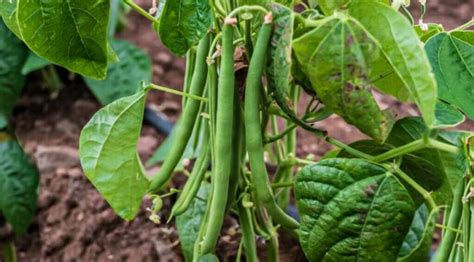 Quand semer les haricots verts au potager pour la meilleure récolte