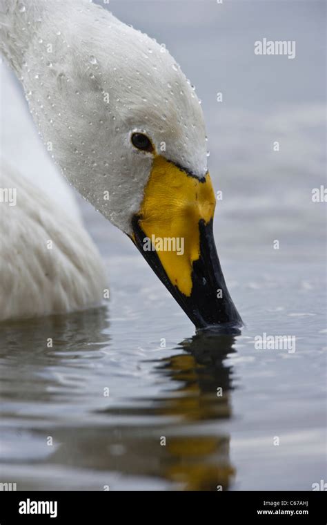 Whooper Swan Cygnus Cygnus Stock Photo Alamy