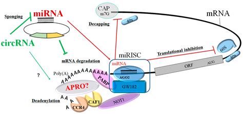 Circrnas And Rna Binding Proteins Encyclopedia Mdpi