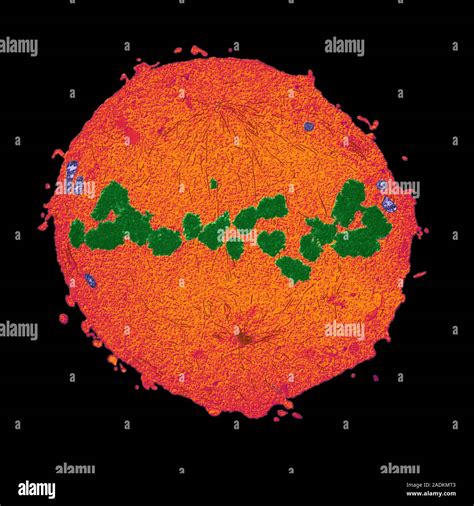 Mitosis Coloured Transmission Electron Micrograph Tem Longitudinal