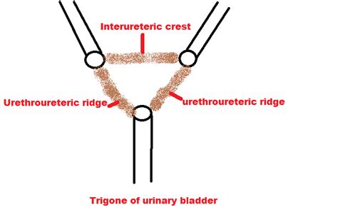 easyhumanatomy: Trigone of urinary bladder