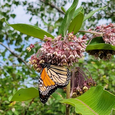 How to protect Butterflies and other Pollinators! - Toronto and Region ...