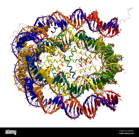 Nucleosome structure hi-res stock photography and images - Alamy