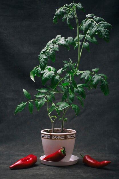 Un arbusto creciente de plántulas de tomate en una olla blanca con