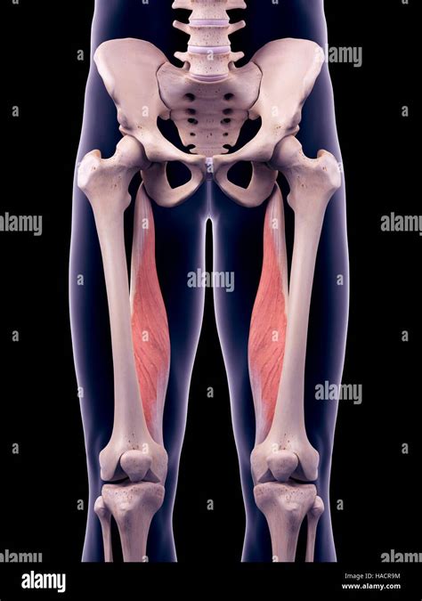 Semimembranosus Muscle High Resolution Stock Photography and Images - Alamy