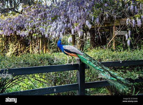 A Male Indian Peacock Perches On A Garden Fence In Spring At Magnolia