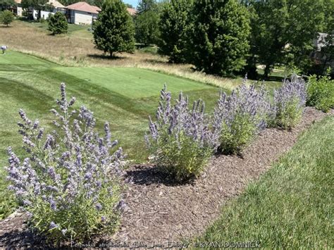 Kansas Plant Farm Buy From Over 500 Varieties Of Plants In Lawrence KS