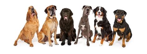 Bloat In Dogs Know The Signs Video My Brown Newfies