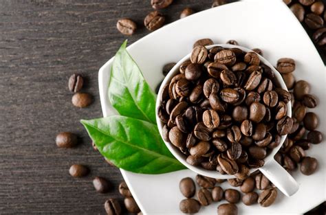 Arabica Czy Robusta Czyli Czym R Ni Si Dwie Najpopularniejsze