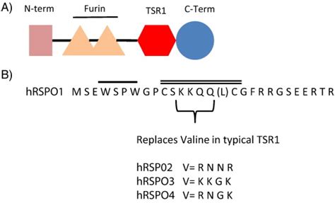 Structure Of R Spondin A R Spondins Contain An N Terminus That