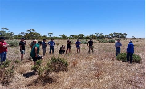 Mallee Farmers Brush Up On Forage Shrubs Mallee Sustainable Farming