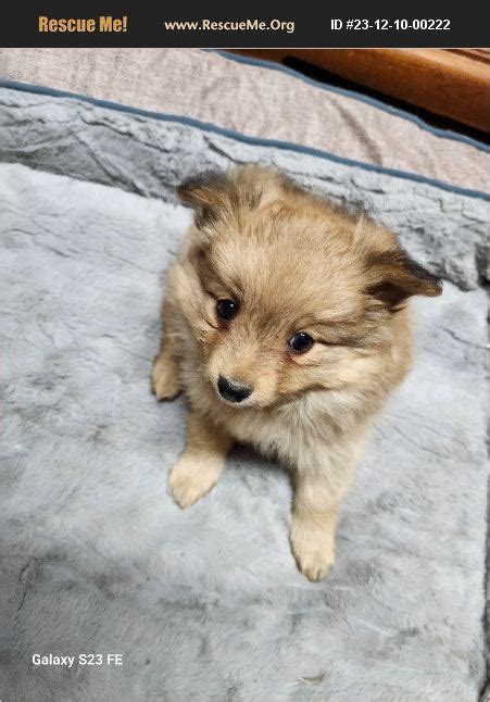 Adopt Pomeranian Rescue Ava Mo