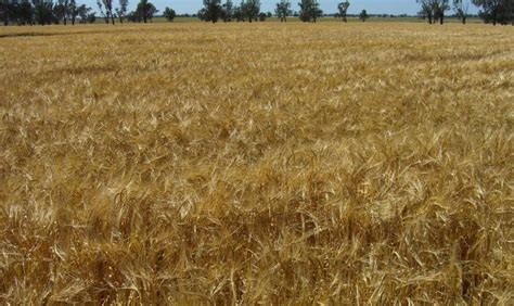 ABARES Flags End To Three Years Of Bumper Crops Queensland Country