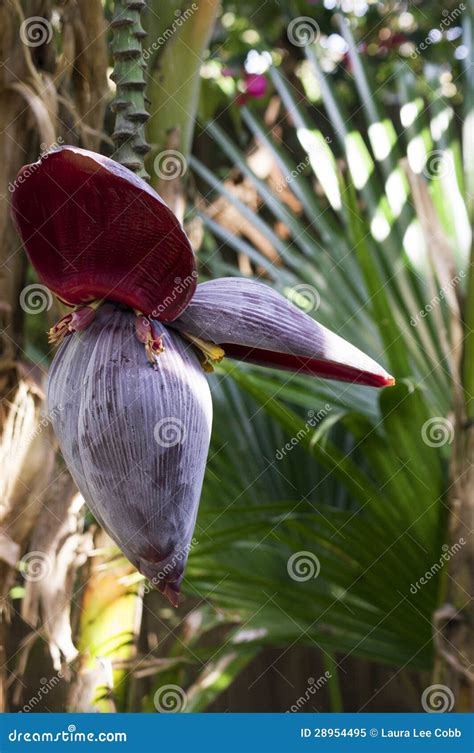 Banana Tree Flower Royalty Free Stock Photo - Image: 28954495