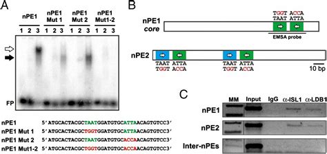 Islet 1 Specifies The Identity Of Hypothalamic Melanocortin Neurons And