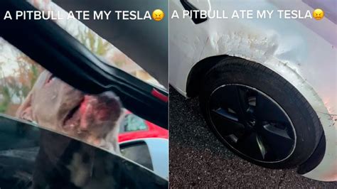 Cenapop Pitbull causa estragos em carro da Tesla em ataque e vídeo