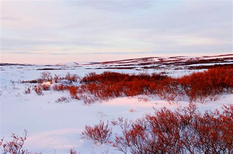 Bend it Like Betula: the discovery of springy Arctic shrubs – envirobites