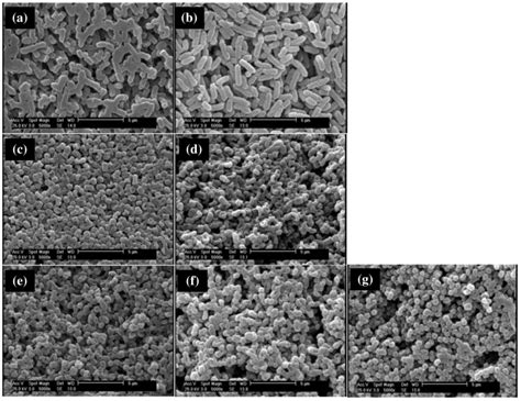Scanning electron micrographs (magnification 5000X) of K.... | Download ... 