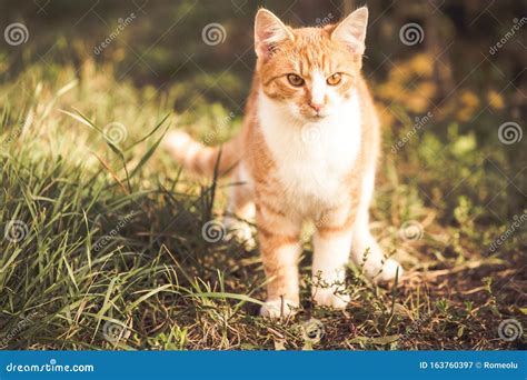 Orange Cat Playing in the Garden Stock Image - Image of autumn, feline ...