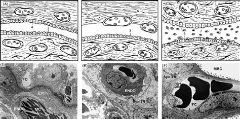 Schematic Drawings Of The Interhaemal Barrier In The Eutherian