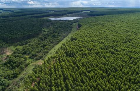 Prestes A Se Tornar Novo Polo Da Celulose Cidade De Ms Recebe Estudo