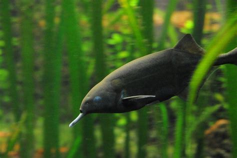 Peters' elephantnose fish - Alchetron, the free social encyclopedia