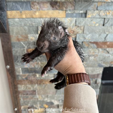 Bottle Baby African Crested Porcupine for Sale