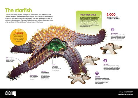 Infographic About The Sea Star Its Locomotion System And Feeding