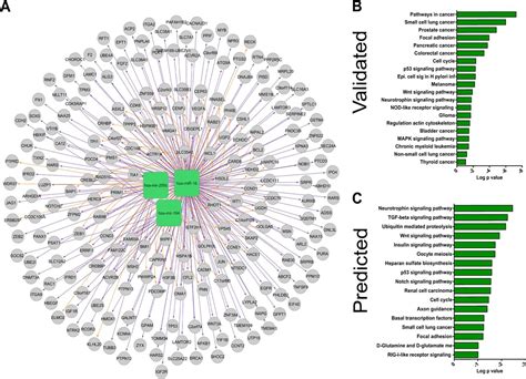 Intestinal Epithelial Barrier Disruption Through Altered Mucosal