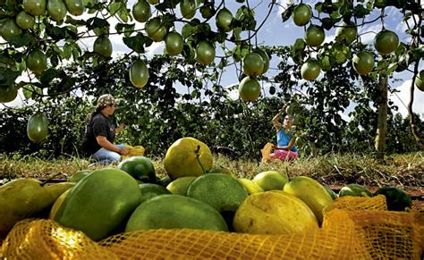 Passo A Passo De Como Come Ar Uma Planta O De Maracuj Celeiro Do Brasil