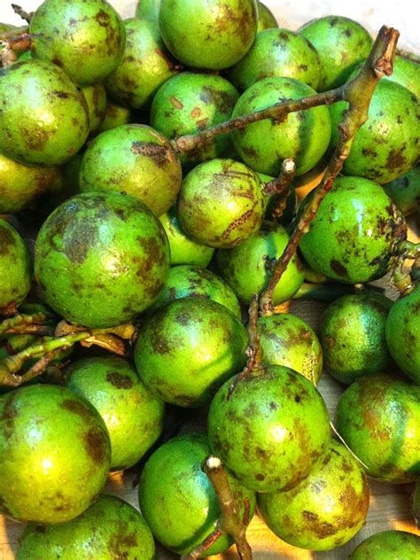 Spanish Lime Fruit Tree (melicoccus bijugatus) – Urban Tropicals