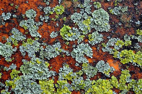 Lichens And The Lichenologists Who Love Them Natural History Society