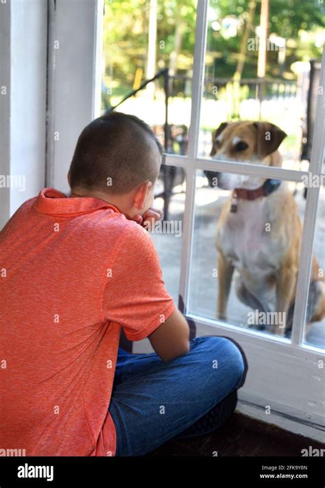 Por Qu Mi Perro Mira Fijamente A La Puerta