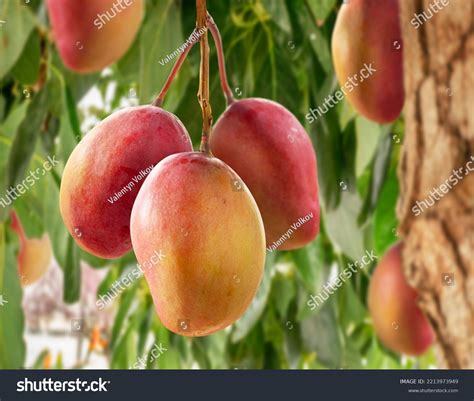 Arbol De Mango