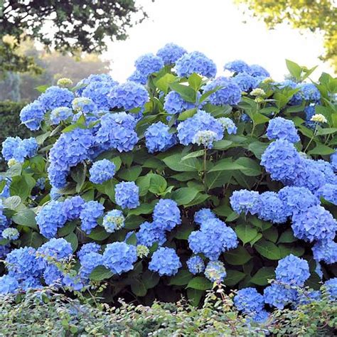 Hortensia Azul Hydrangea Macrophylla 3L