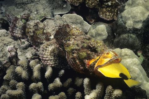 Ocean Camouflage: How the Octopus and Other Creatures Blend In