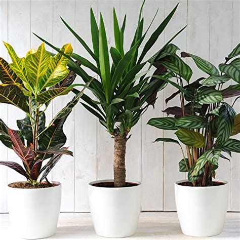 Evergreen Indoor House Plants Collection Clean Air Purifying Scandi Lifestyle Trendy Plants with ...