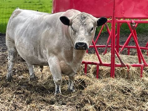 British White Cattle for Sale – British White Cattle Association of America