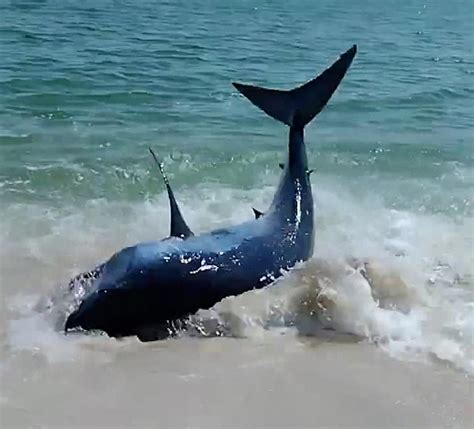 Terrifying Moment Florida Beach Goers Pull A Shark Back Into The Ocean