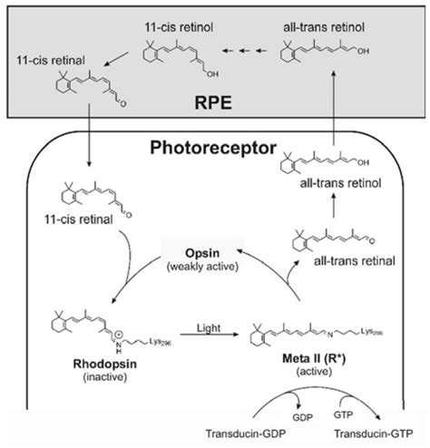 Cis And All Trans Retinols Can Activate Rod Opsin Rational Design