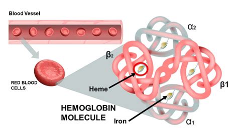 red blood cells structure diagram  wbc structure eosinophil cell
