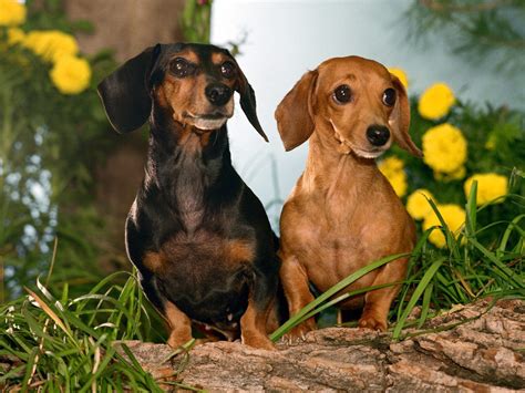 ♥dachshunds♥ Dachshunds Wallpaper 13634766 Fanpop