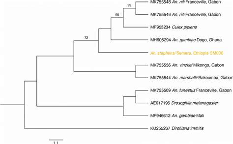 Phylogenetic Tree Of Wolbachia Coxa In Anopheles Species In Sub Saharan