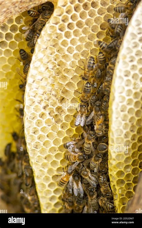 Details of a bee habitat Stock Photo - Alamy