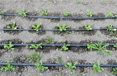 Fertigation Of Vegetable Crops Alabama Cooperative Extension System