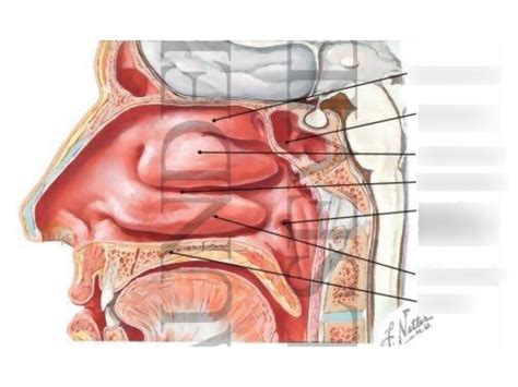 Figure, Nasal Image Courtesy StatPearls NCBI Bookshelf, 45% OFF