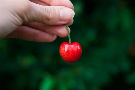 Premium Photo Cropped Hand Holding Cherry