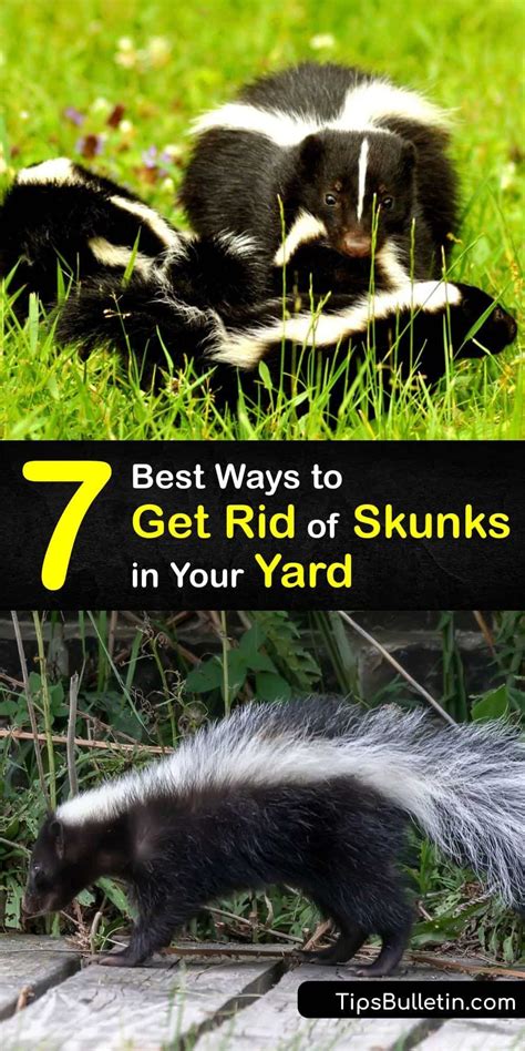 Best Ways To Get Rid Of Skunks In Your Yard Getting Rid Of Skunks