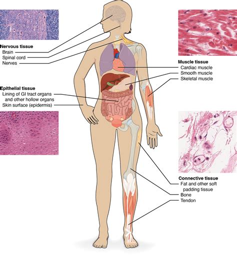 Chapter 5 Tissues – Introduction to Human Biology