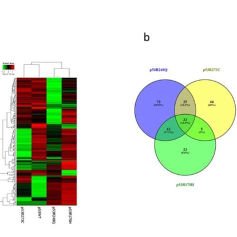 Heat Map And Venn Diagram Of Differentially Expressed MiRNAs In Saos 2